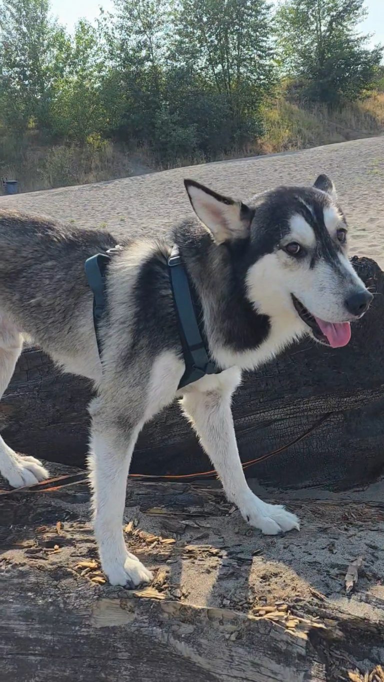 Mox, lost dog, Husky