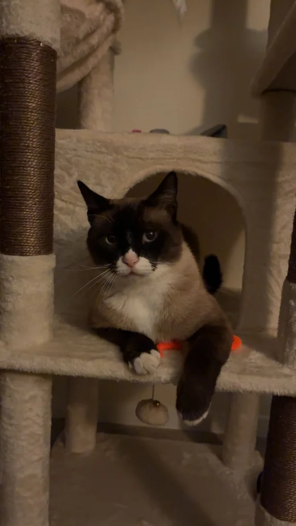 Bandit, lost cat, Snowshoe