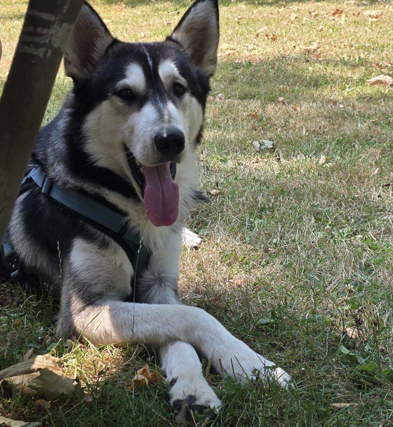 Mox, lost dog, Husky