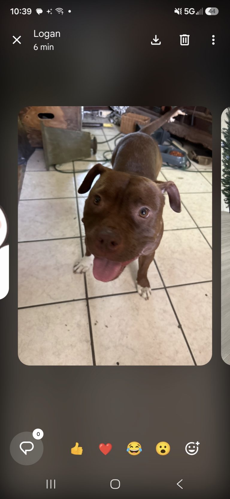 Myla, lost dog, Pit/bully mix