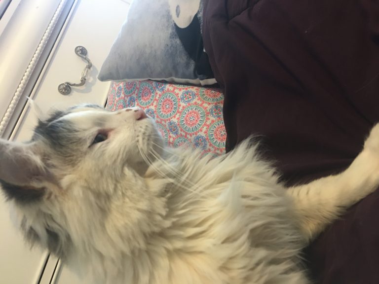 Amino Gibson, lost cat, Ragdoll