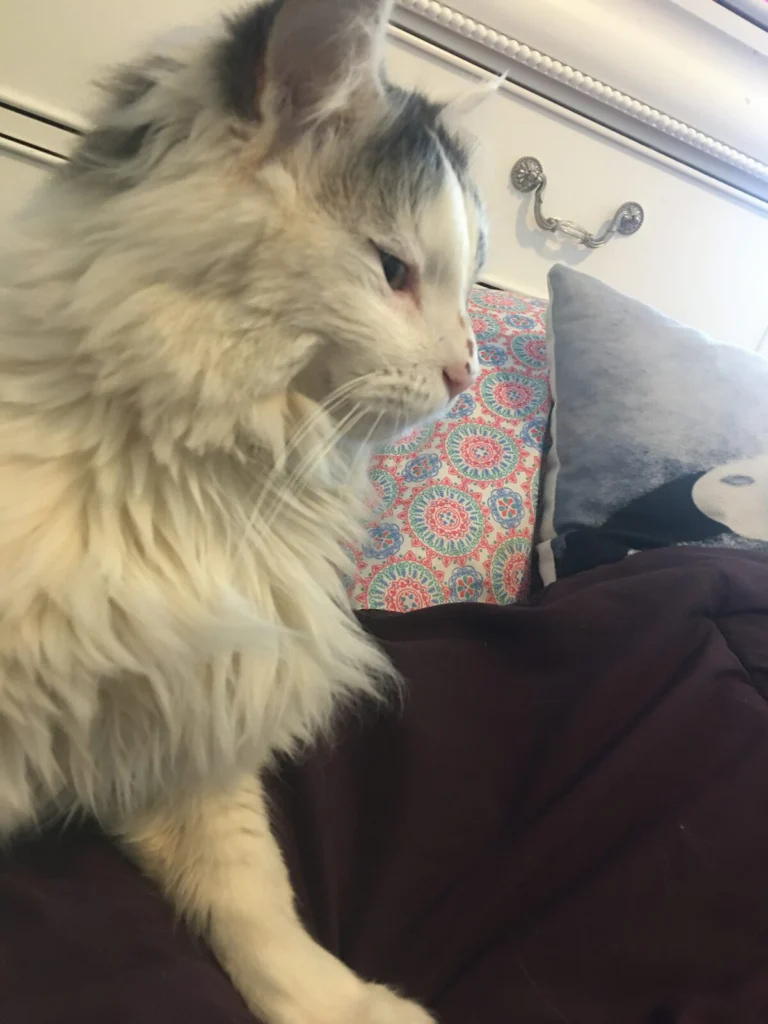 Amino Gibson, lost cat, Ragdoll