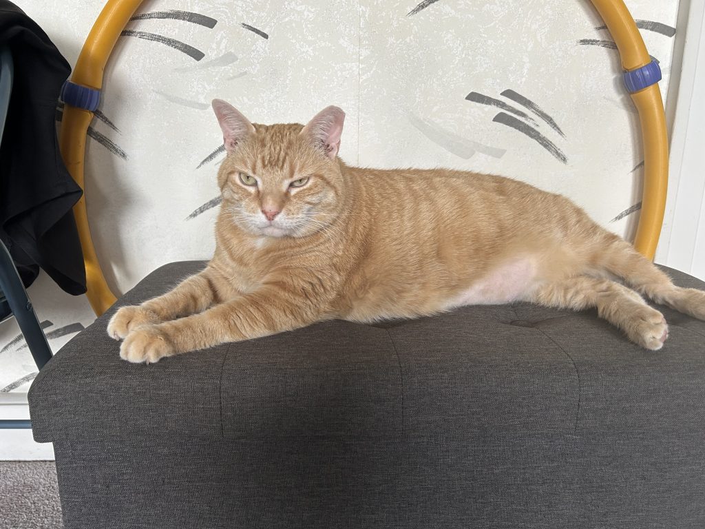 CB, lost cat, Tabby