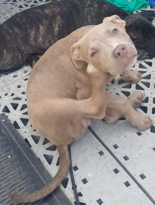 Bentley, lost dog, Pit terrier