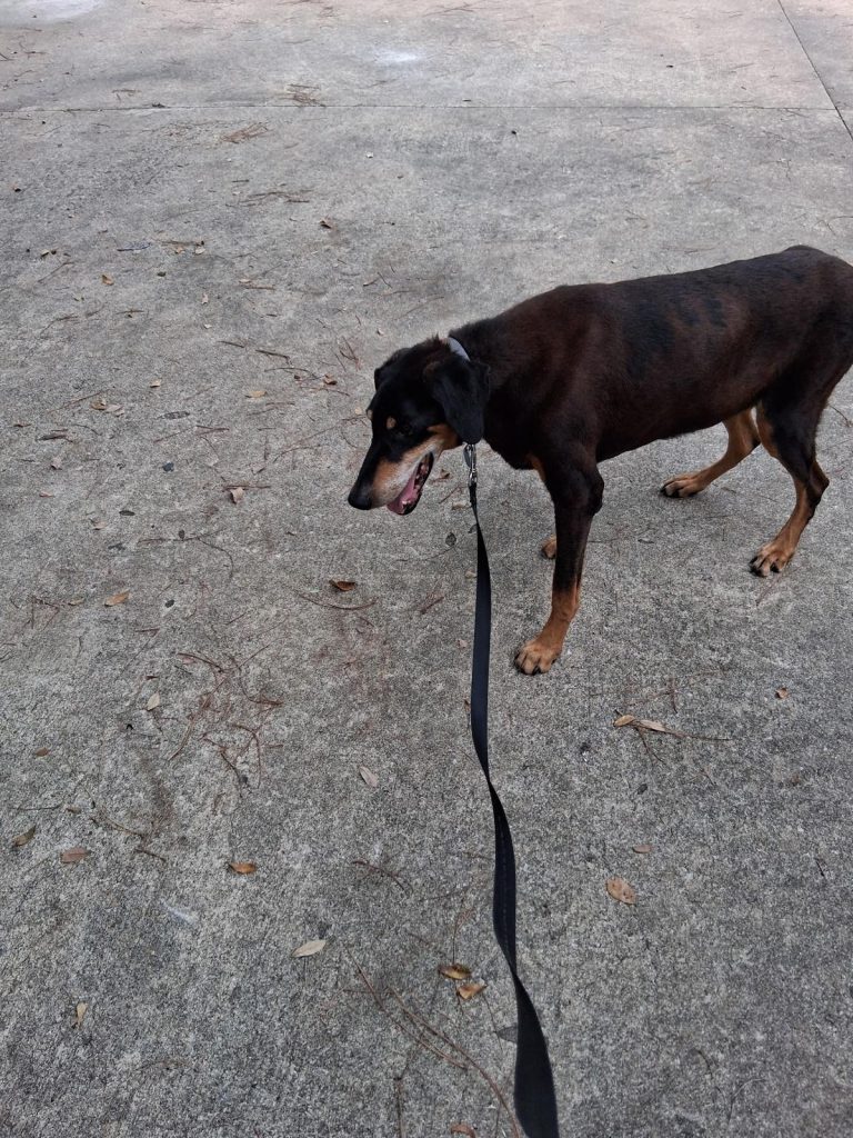 Lupa, lost dog, Doberman