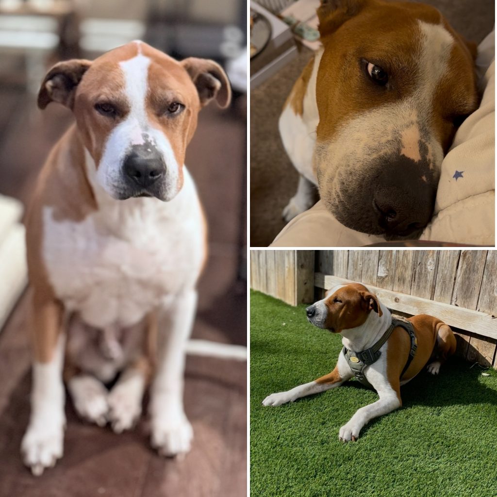 Steve, lost dog, Pit mix