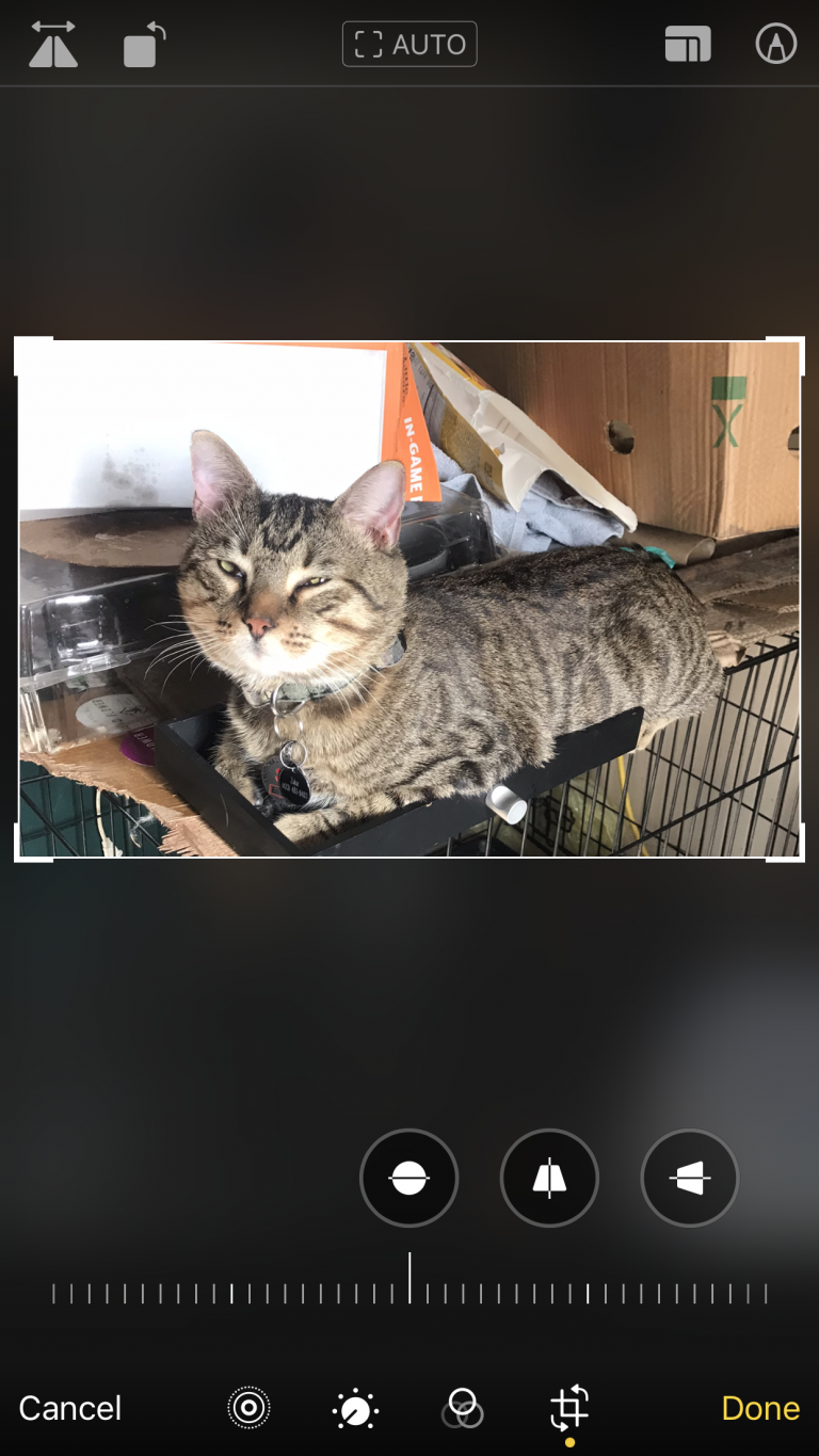 Sukie, lost cat, Tabby