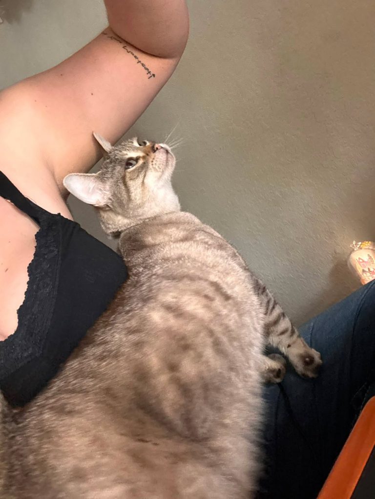 Mouse, lost cat, Shorthair