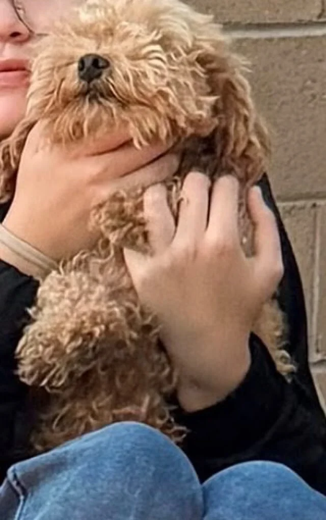 Coco, lost dog, Teacup/toy Poodle