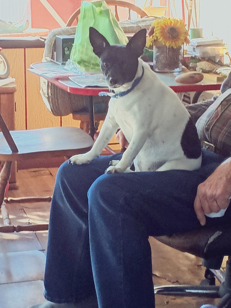 Oreo, lost dog, Rat terrier