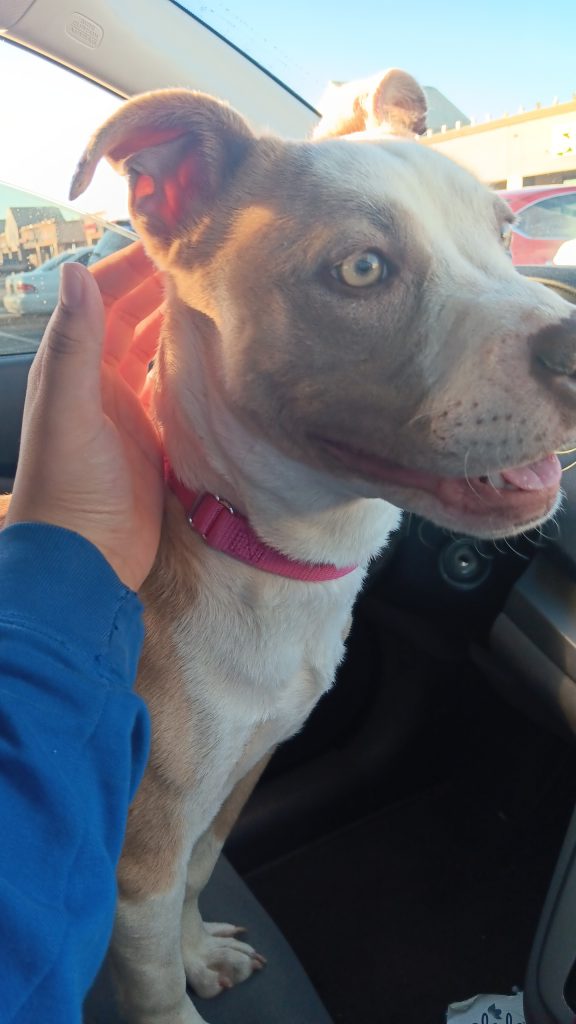Star, lost dog, Rednose Pitbull Terrier
