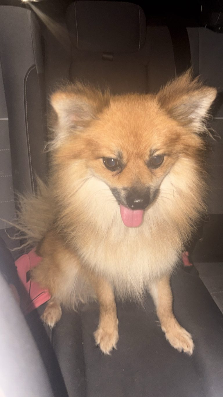 Rufus, lost dog, Pomeranio