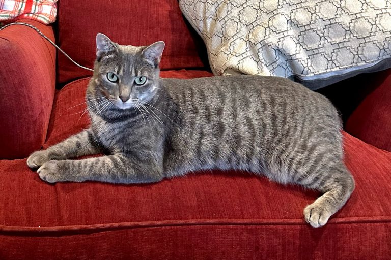 Goose, lost cat, Cat-Domestic Short Hair