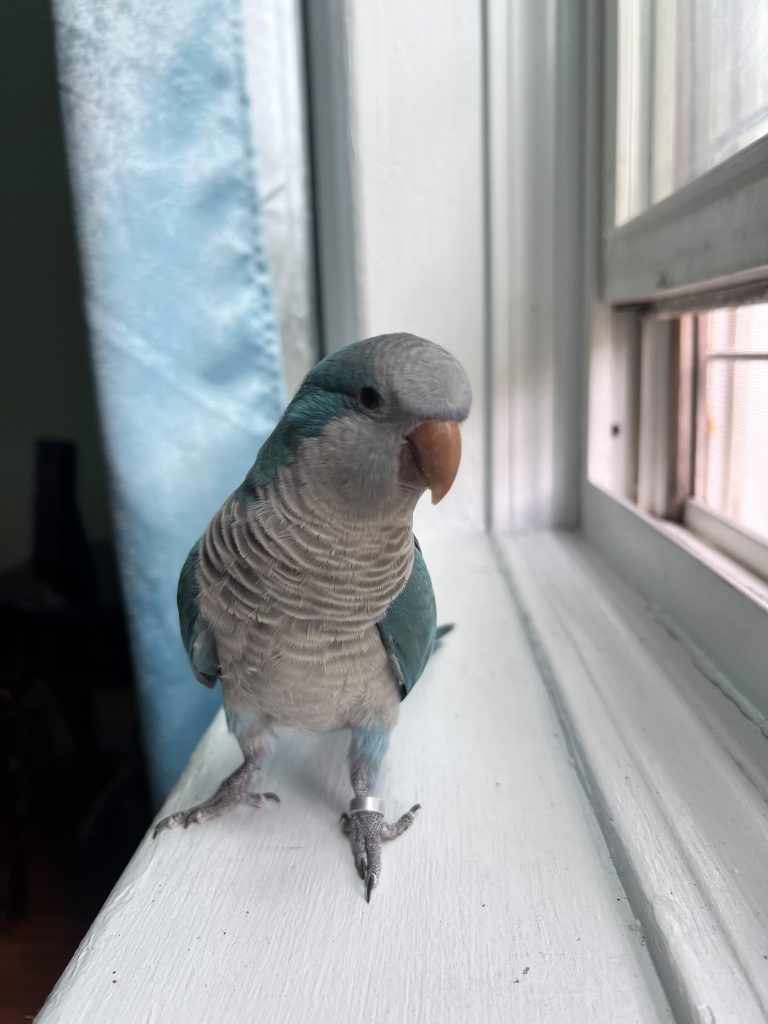 Coco, lost bird, Blue Quaker parakeet