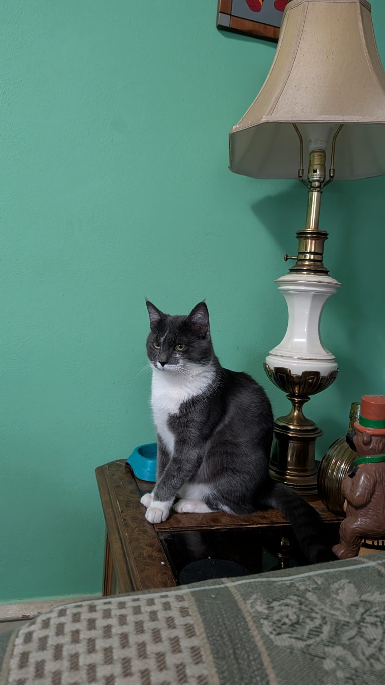 Beans, lost cat, Tuxedo
