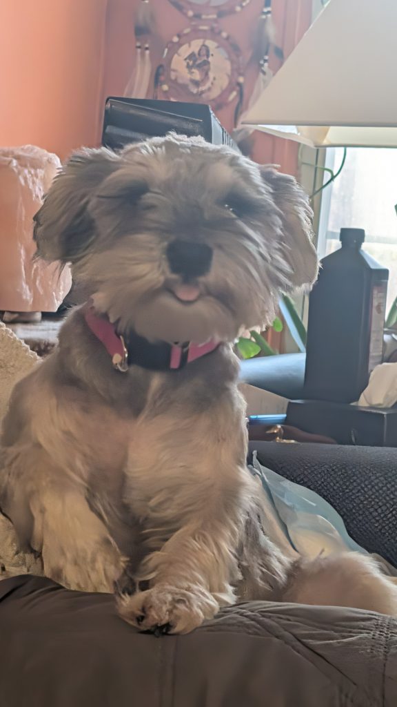 Isty, lost dog, Miniture Schnauzer