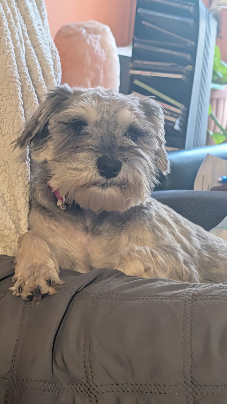 Misty, lost dog, Schnauzer