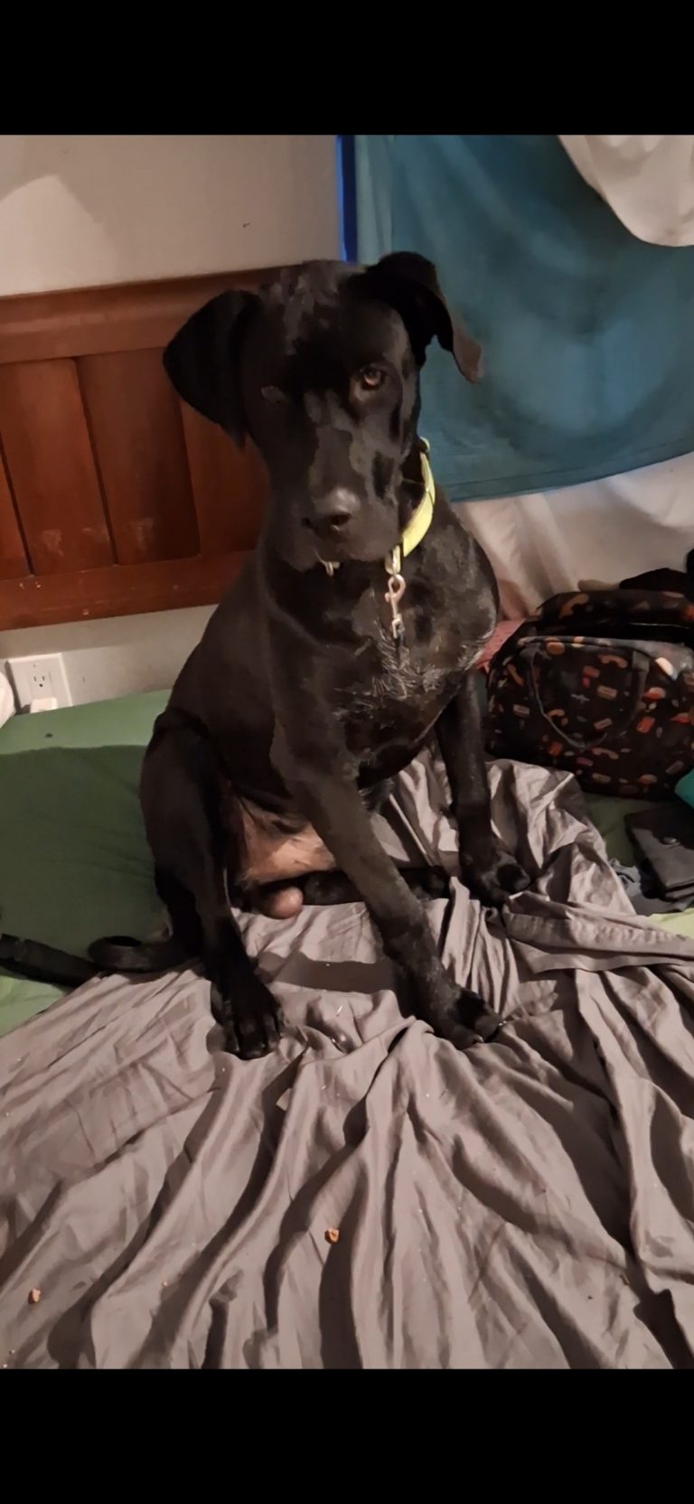Jewjewbean, lost dog, Kane corso