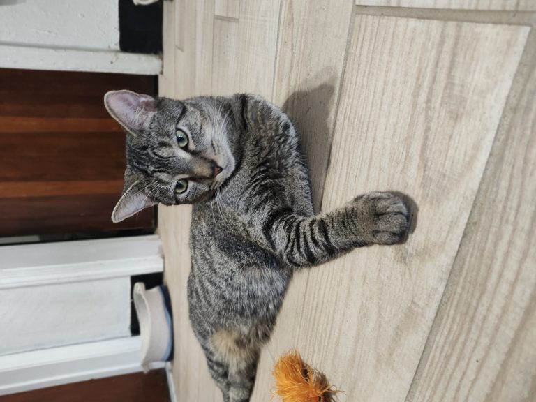 Lulu, lost cat, Tabby