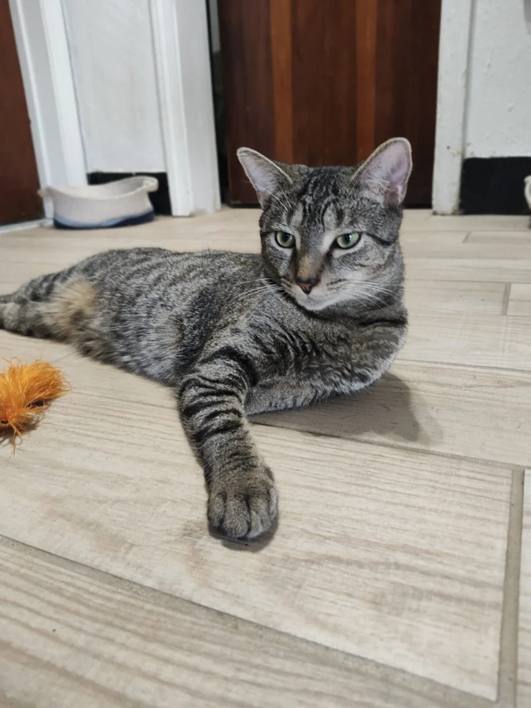 Lulu, lost cat, Tabby