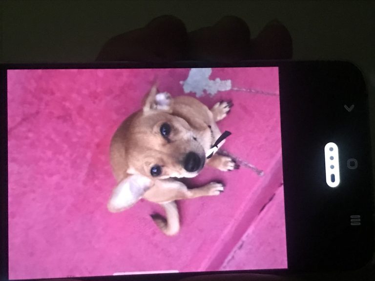 Bentley, lost dog, Chiweenie