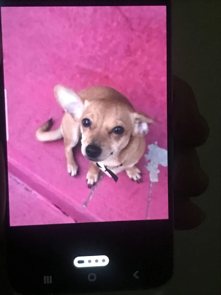 Bentley, lost dog, Chiweenie