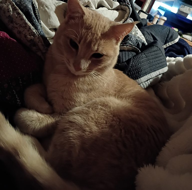 Simon, lost cat, Orange Tabby