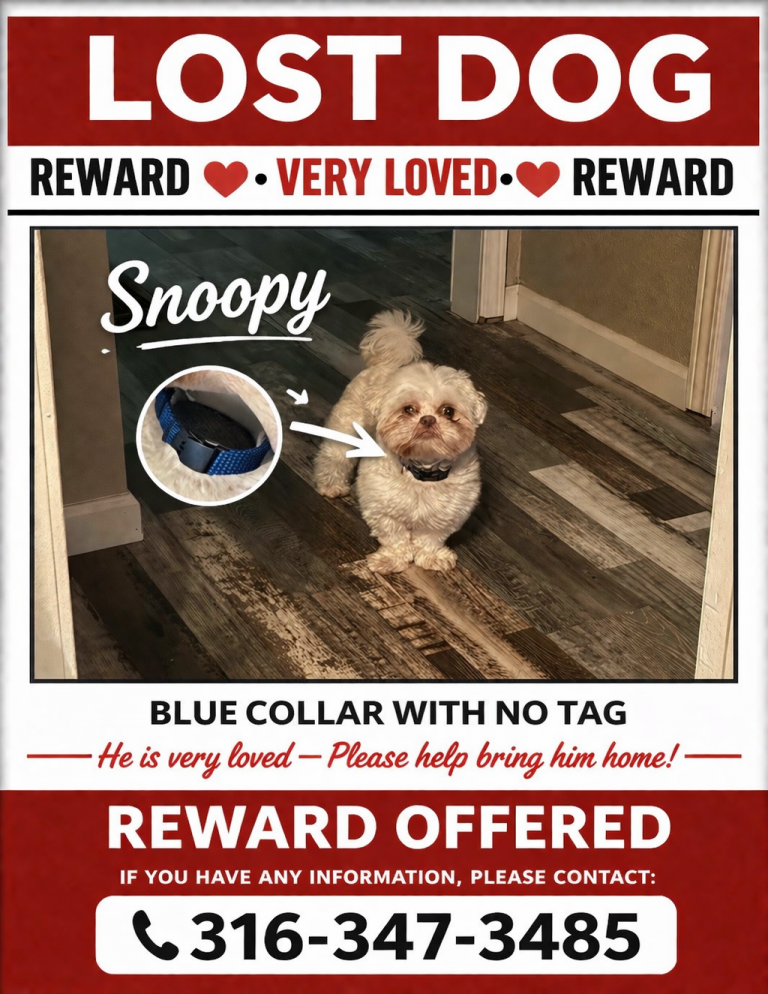 Snoopy, lost dog, Shitzu