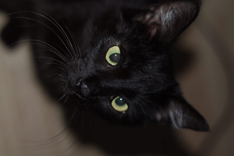 Tikita, lost cat, Shorthair