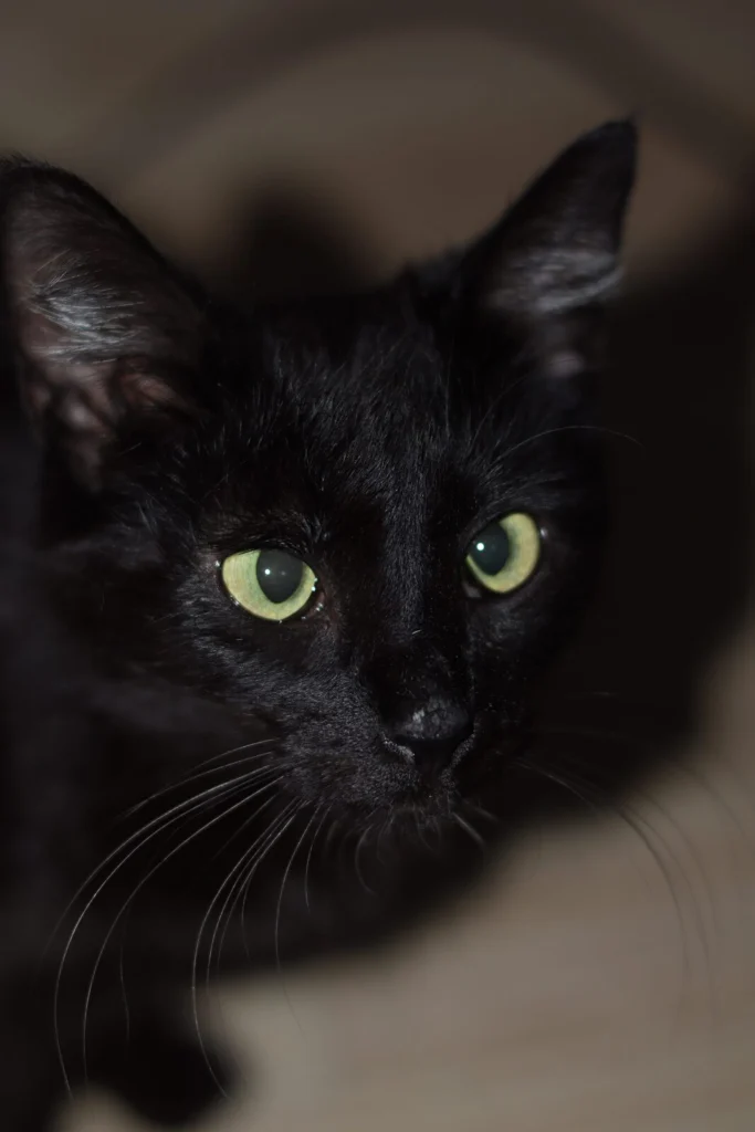 Tikita, lost cat, Shorthair