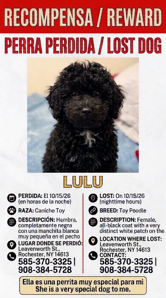 Lulu, lost dog, Toy poodle
