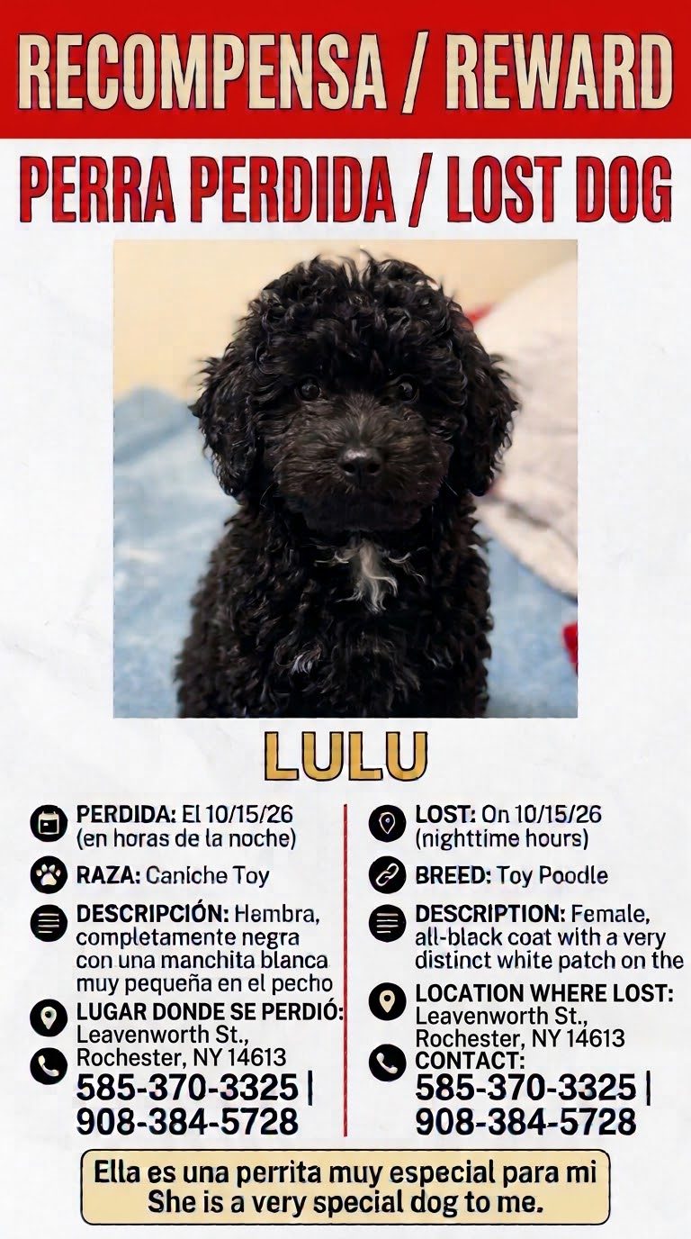 Lulu, lost dog, Toy poodle