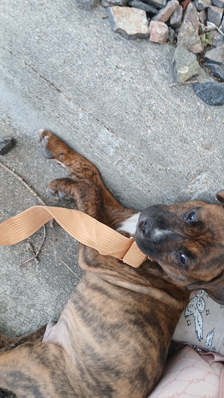 Yota, lost dog, Pitbull black shier amd cane corso mix