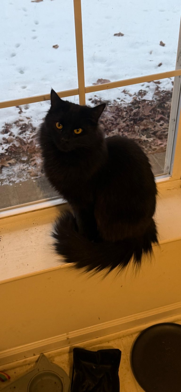Kona, lost cat, Angora