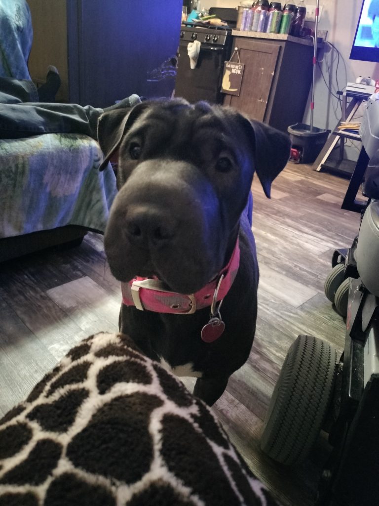 Petunia, lost dog, Mixed