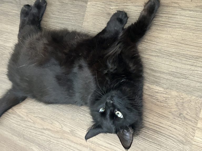 Luna, lost cat, Unknown