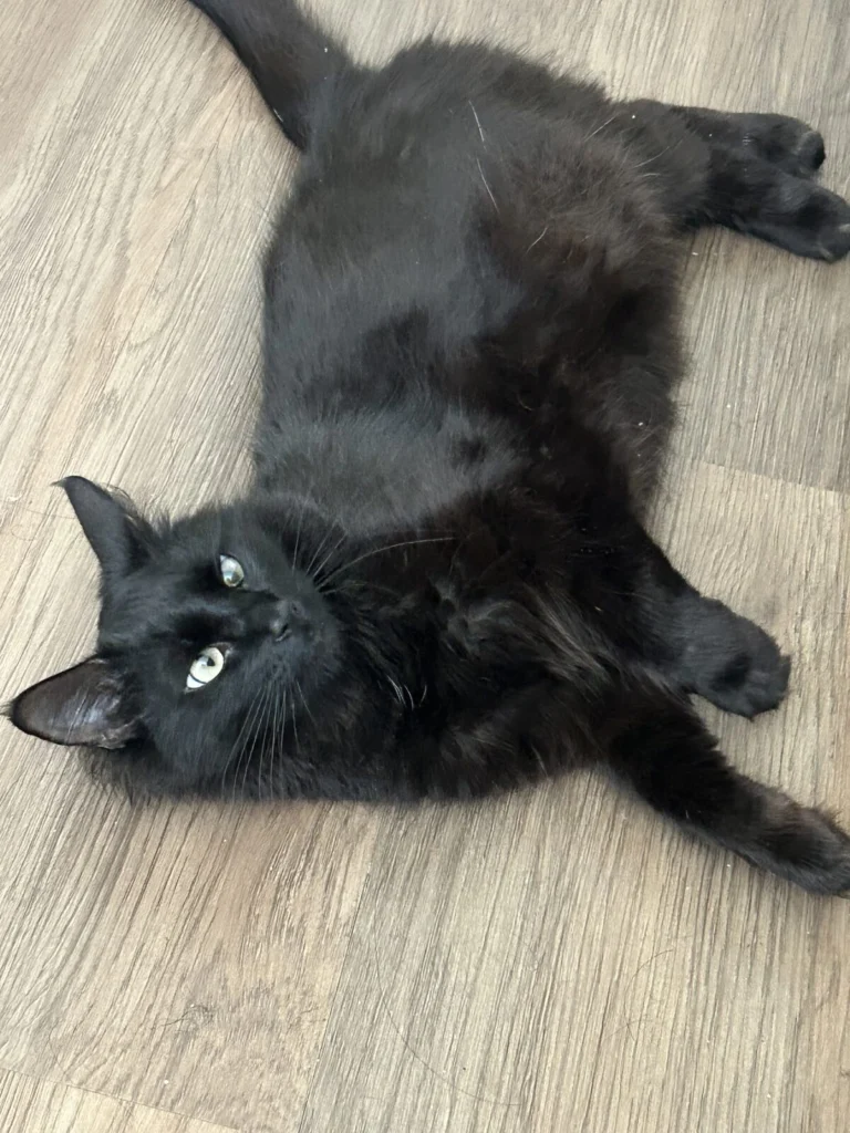 Luna, lost cat, Unknown