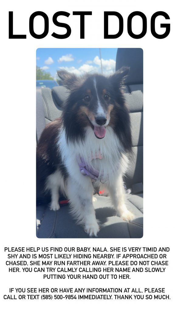 Nala, lost dog, sheltie