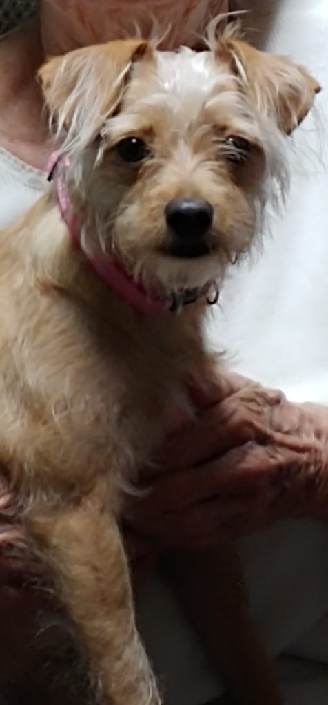 Ginger, lost dog, Rat Terrier Mix
