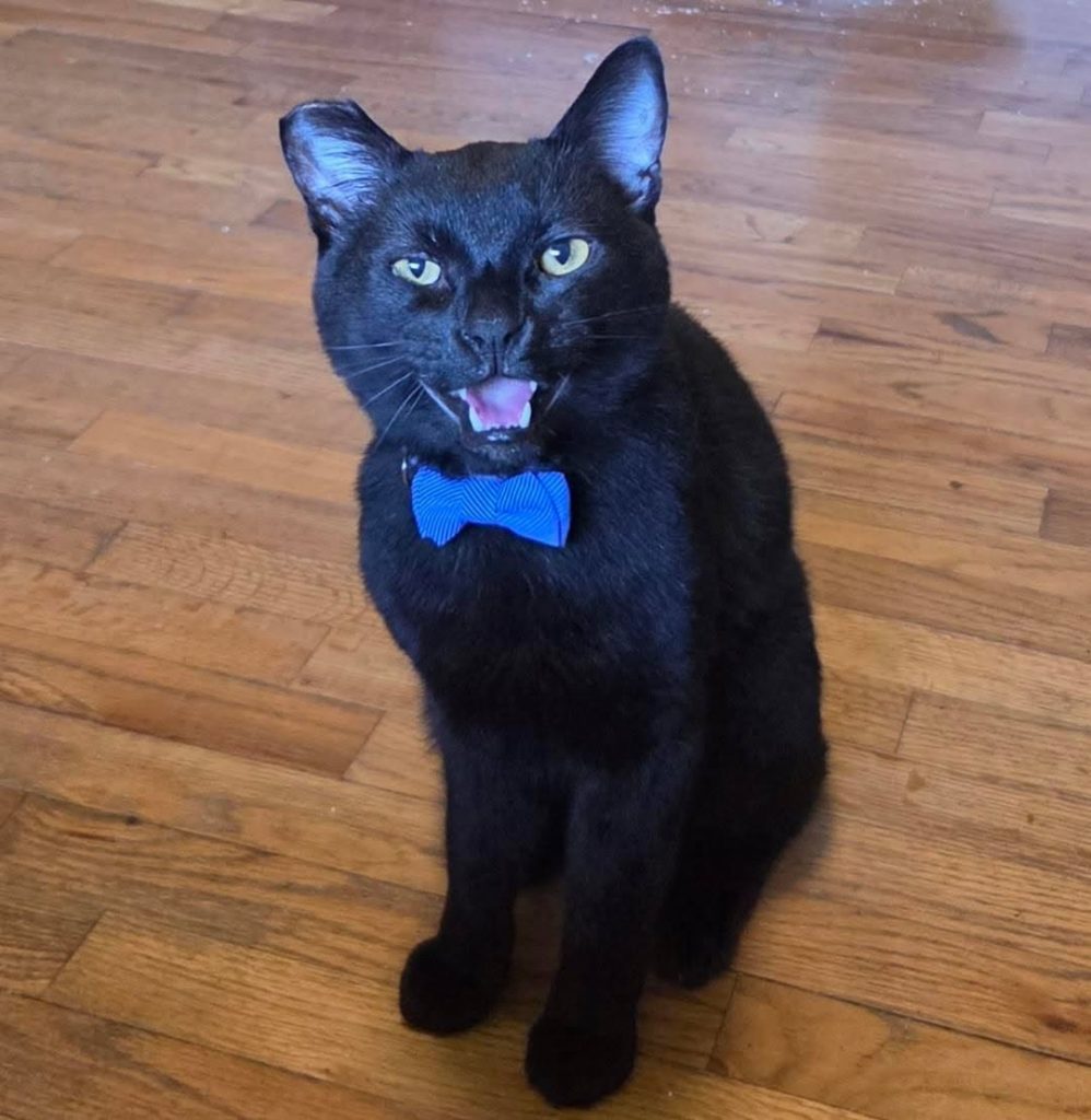 Binx, lost cat, N/A