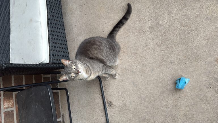 Shiv, lost cat, American short hair Tabby