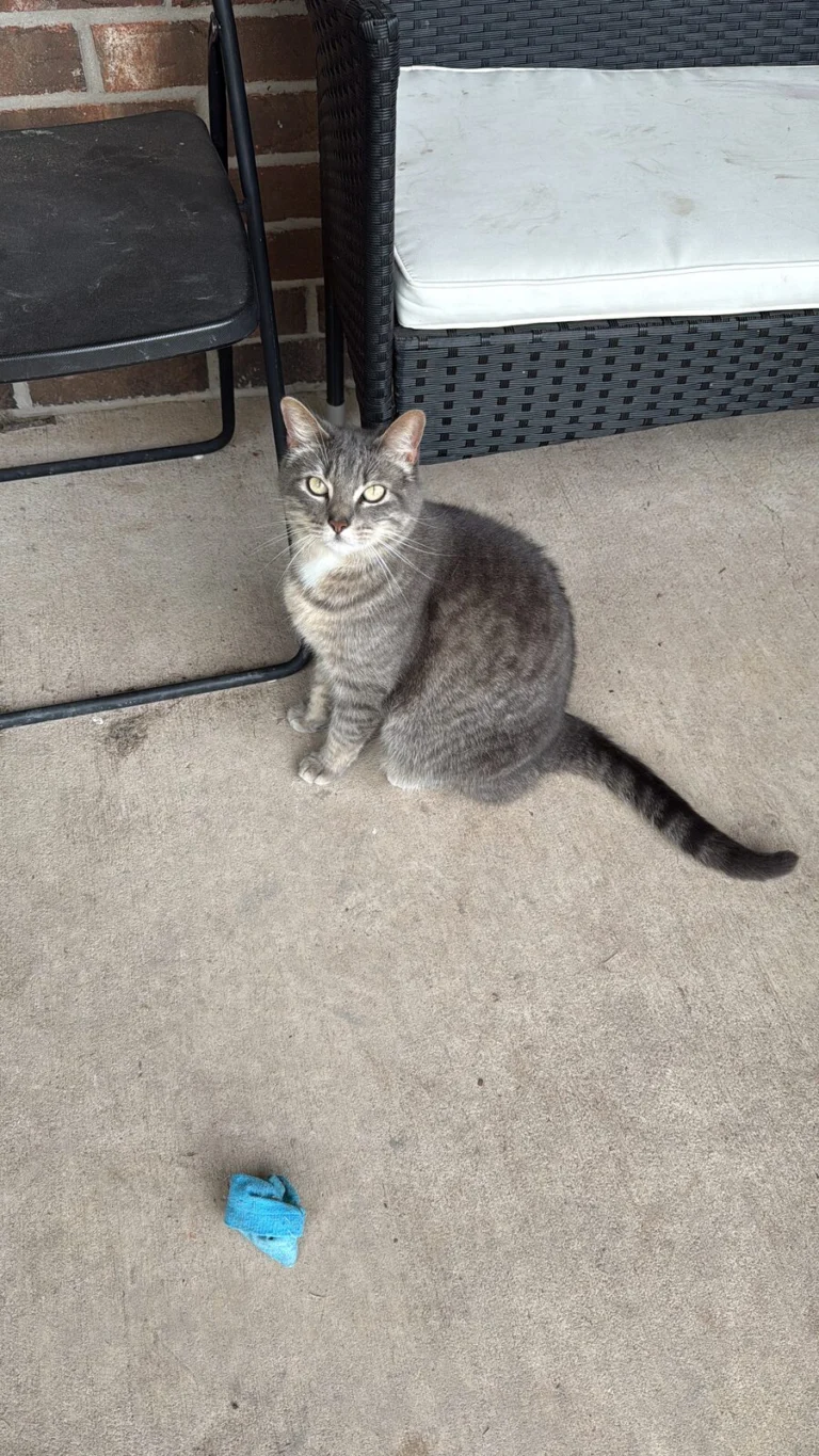 Shiv, lost cat, American short hair Tabby