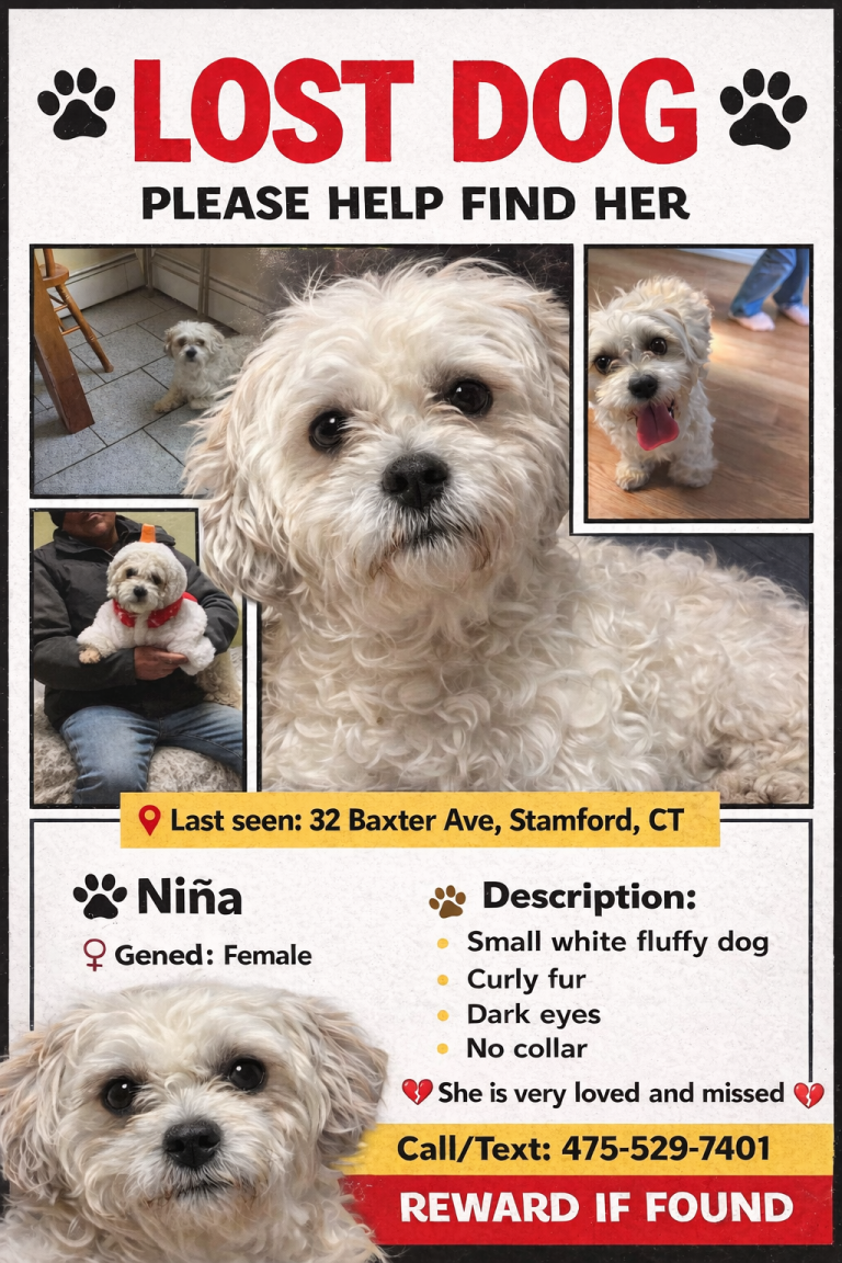 Niña, lost dog, Shih Tzu