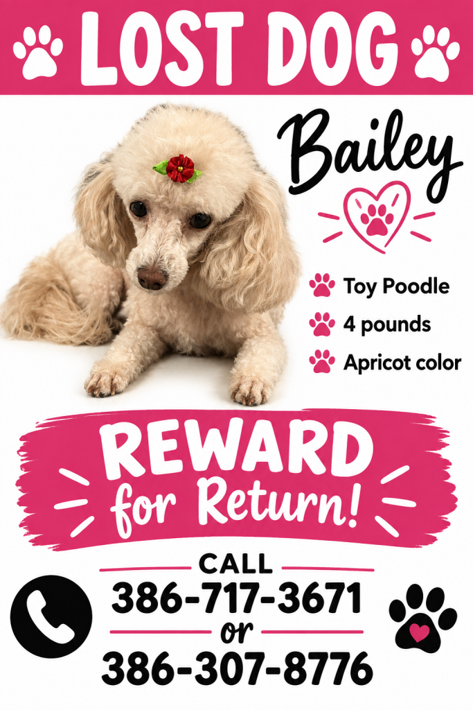 Bailey, lost dog, Toy Poodle