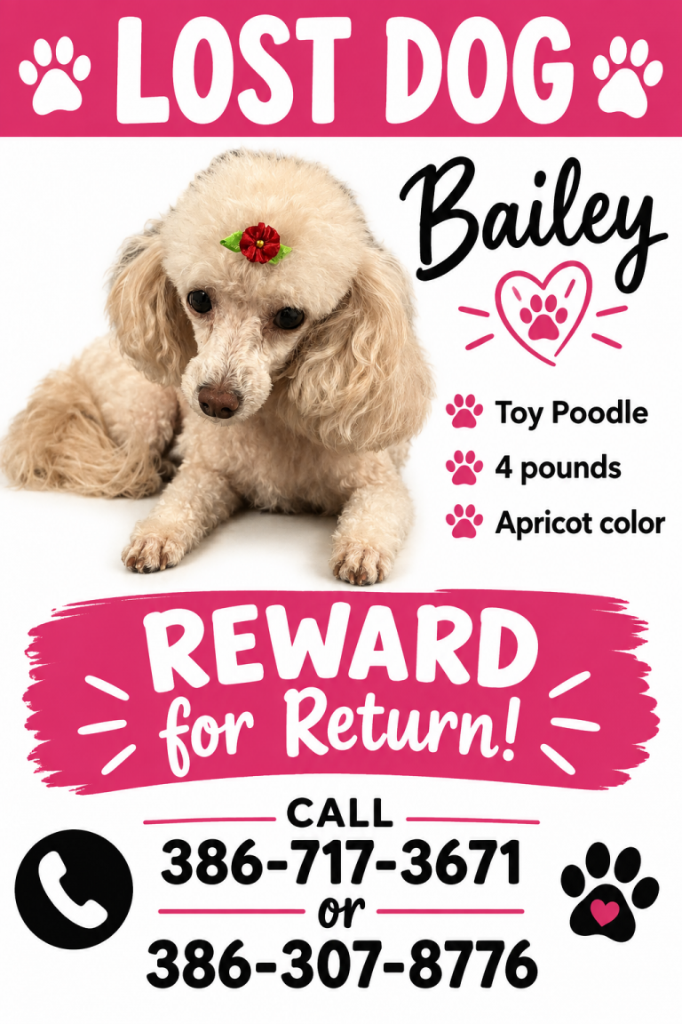 Bailey, lost dog, Toy Poodle