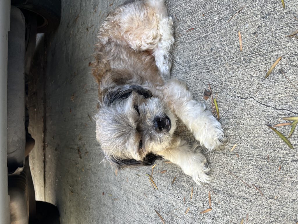 Rockie, lost dog, Shih Tzu