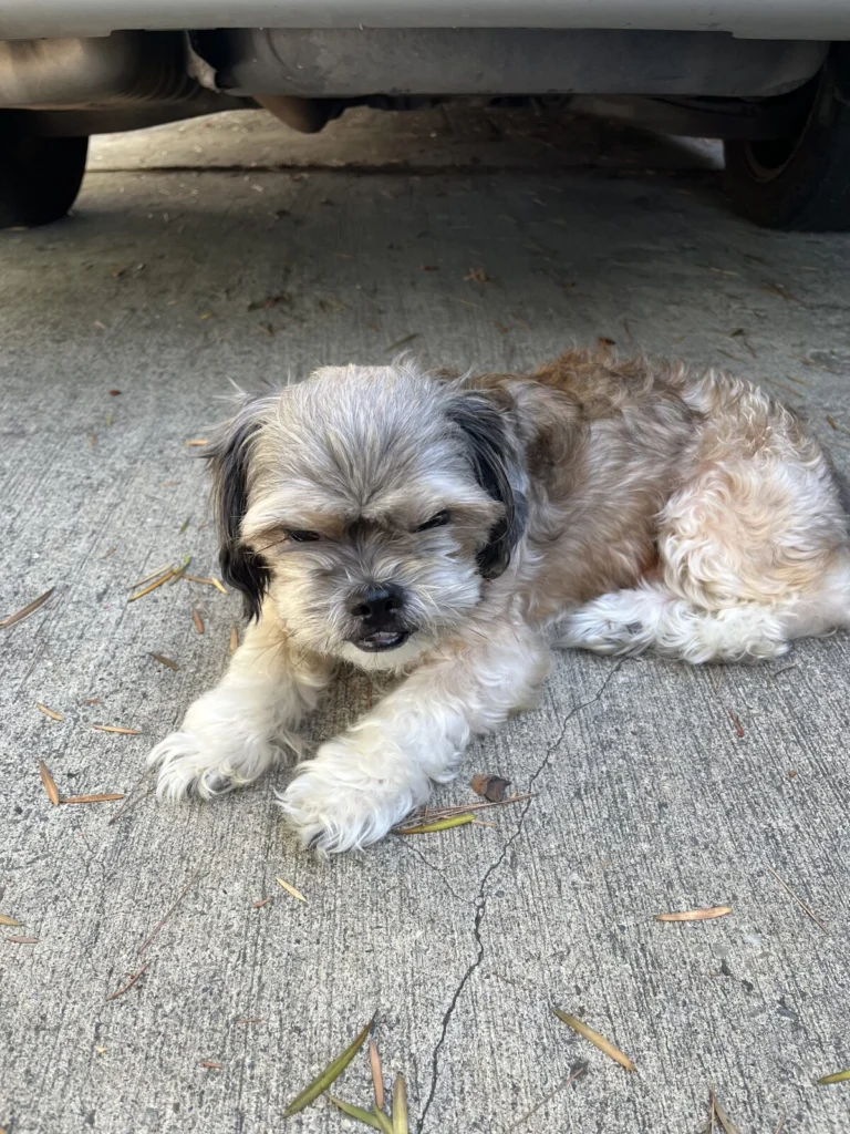 Rockie, lost dog, Shih Tzu