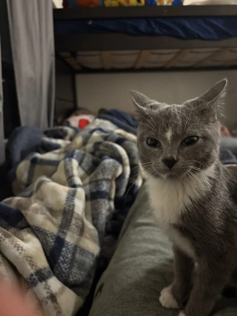 Sasuke, lost cat, Tuxedo