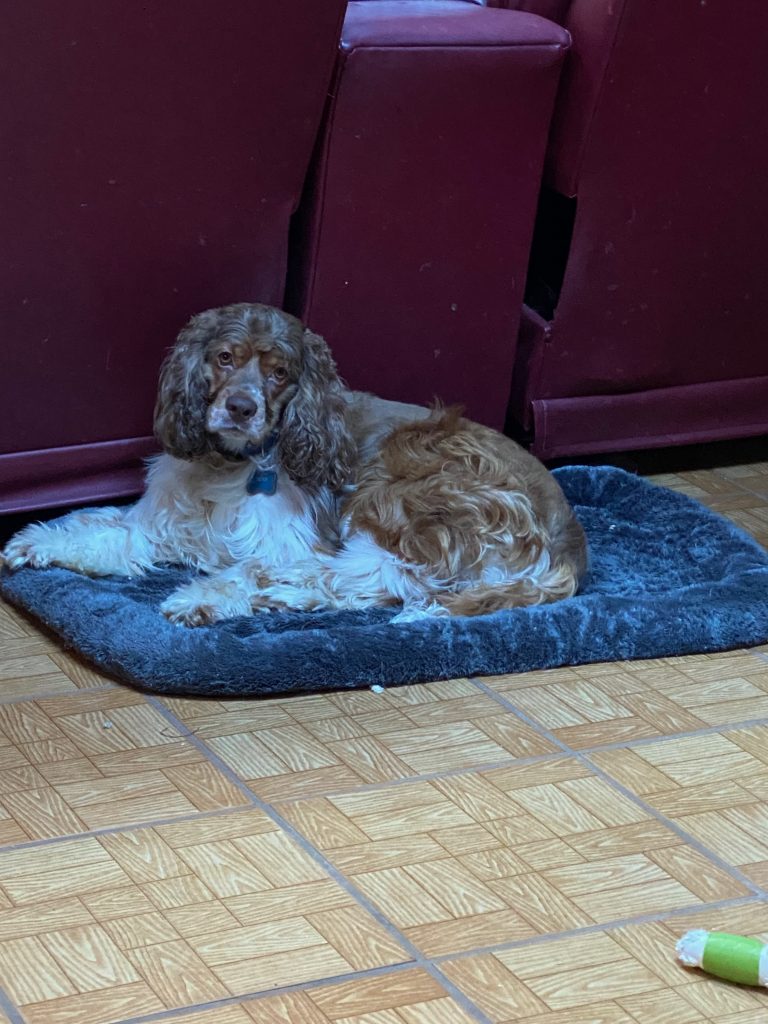 Benji, lost dog, Cocker Spaniel