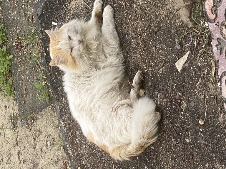 Cubby, lost cat, Ragdoll
